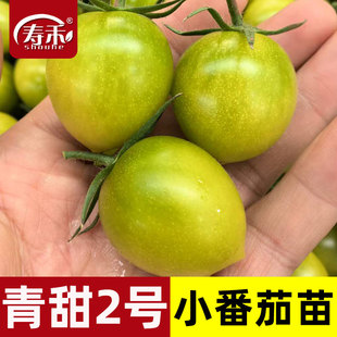 青美玉绿色小番茄种子苗秧樱桃西红柿种籽孑子青甜2号圣女果苗